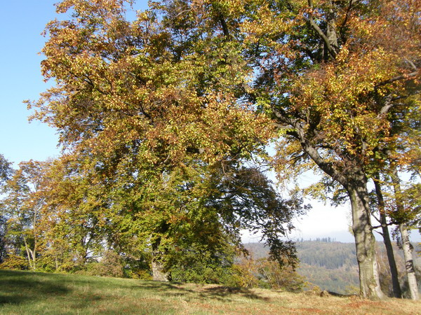 PA250281.JPG