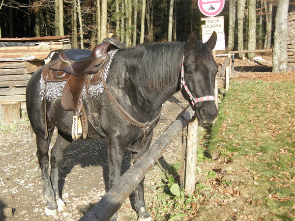 PB220105.JPG