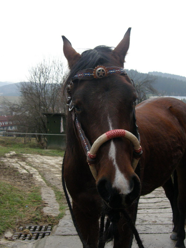 PC060145.jpg